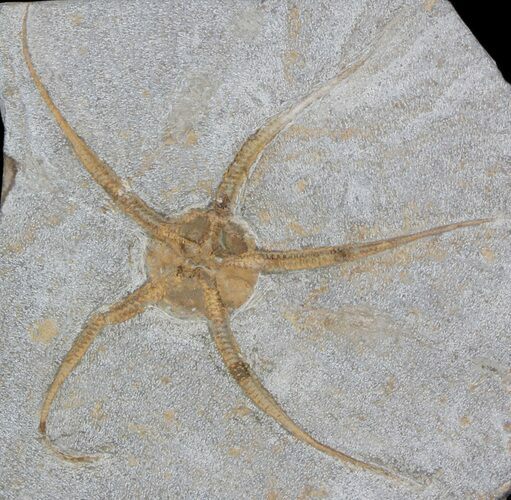 Large, Wide Ophiura Brittle Star Fossil #37035